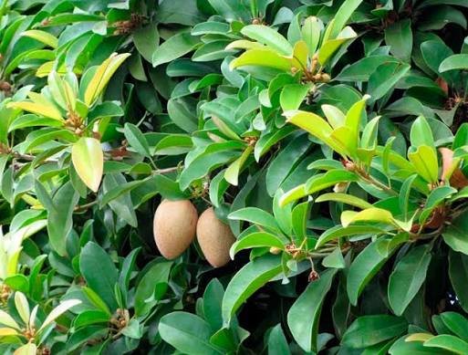 achras-zapota-2 Buy Achras zapota, Hybrid - Live Plant Online for Sale - Image 1