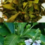Buy adathoda, ஆடாதோடை - 100kg Dry leaf - online Shopping for Sale