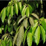 priyangu