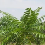 ailanthus excelsa