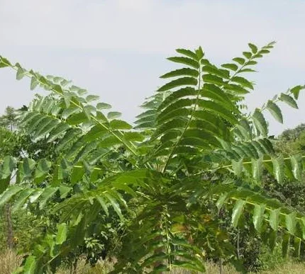 ailanthus excelsa