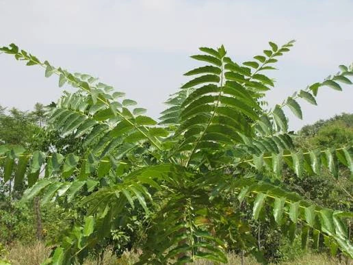 ailanthus excelsa