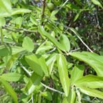 Buy Black ankol, karuppu azhinjil, alangium hexapetalum, kaali 
ankol - Live plant online shopping for sale