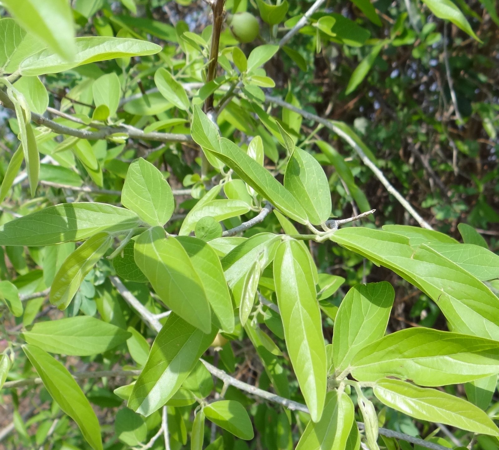 alangium-hexapetalum.jpg Buy Black ankol, karuppu azhinjil, alangium hexapetalum, kaali
ankol - Live plant online shopping for sale - Image 1