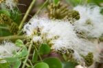 Buy Albizia procera, white siris, safed siris-Live Plant Online Shopping for Sale