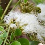 Buy Albizia procera, white siris, safed siris-Live Plant Online Shopping for Sale
