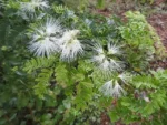 albizia procera