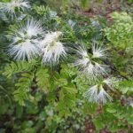 Buy Orthosiphon stamineus - Live Plant Online Shopping for Sale