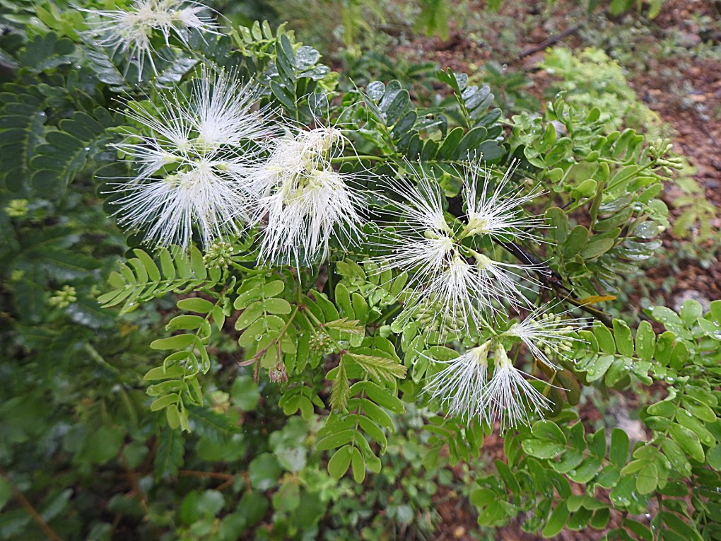 albizia-procera.jpg Buy Orthosiphon stamineus - Live Plant Online Shopping for Sale - Image 1