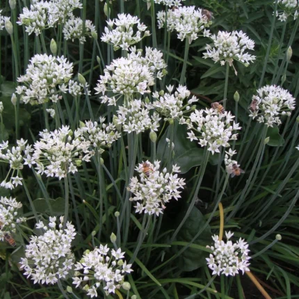 allium sativum