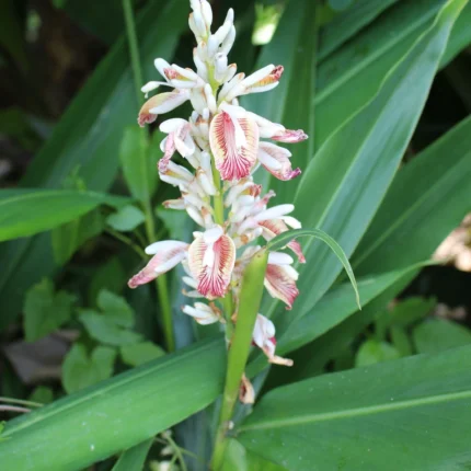 alpinia calcarata