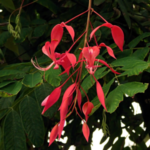Buy Pride of Burma live plant showing stunning red flowers and green foliage