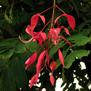 Buy Pride of Burma live plant showing stunning red flowers and green foliage