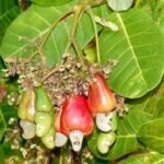 Buy Anacardium occidentale, Mundiri, kaju, kasumavu, godambi, முந்திரி - Live plant online shopping for sale