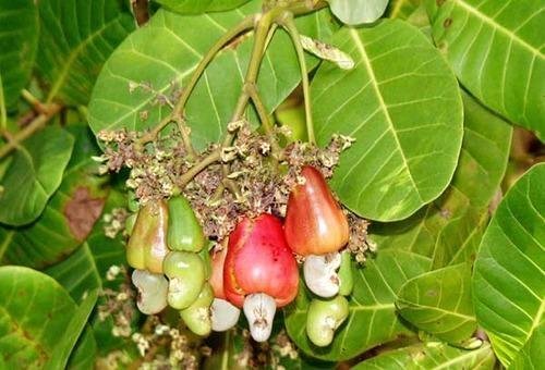 anacardium.jpg Buy Anacardium occidentale, Mundiri, kaju, kasumavu, godambi, முந்திரி - Live plant online shopping for sale - Image 1