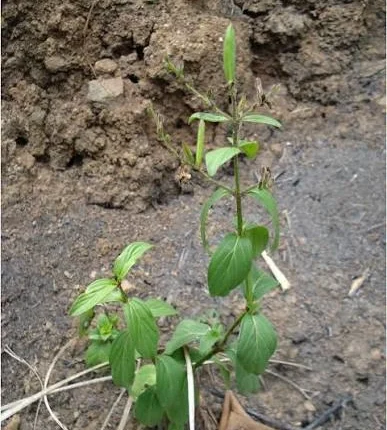 Andrographis lineata