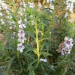 Buy Angelonia grandiflora - Live plant online shopping for sale