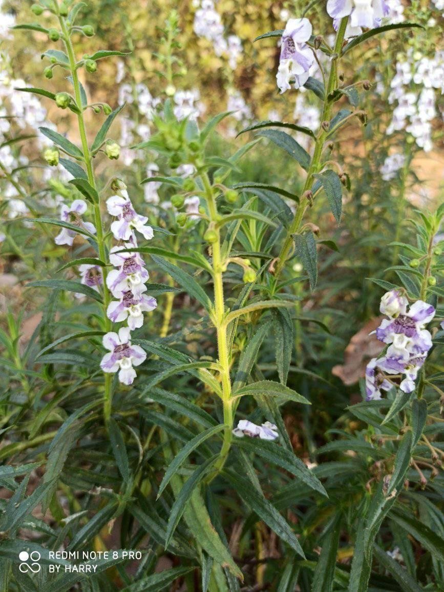 angelonia-grandiflora.jpg Buy Angelonia grandiflora - Live plant online shopping for sale - Image 1
