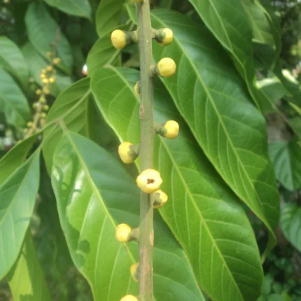 aphanamixis polystachya
