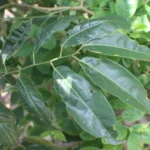aporosa cardiosperma