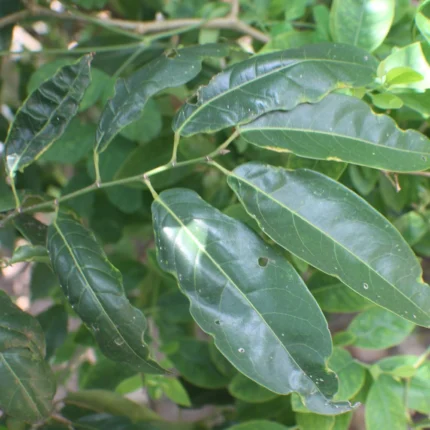 aporosa cardiosperma