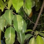 aquillaria agallocha agarwood