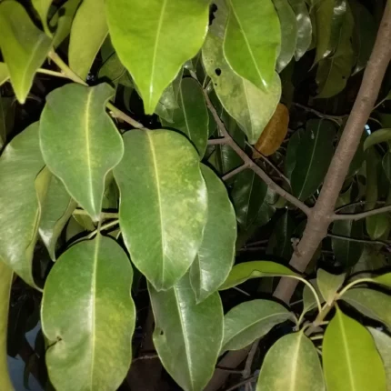 aquillaria agallocha agarwood