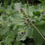 Buy Arctium lappa - Live Plant Online Shopping for Sale