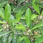 Buy Ardisia elliptica, shoebutton ardisia, spear flower, 
धनप्रिया, dhanpriya, 
கோழுருச்சி, kolurucci, 
கோழிக்கொடை, kozhikotai, 
மணிபுஷ்பம், manipushpam, 
நாரிக்கண்டம், narikandam - Live plant 
online shopping for sale