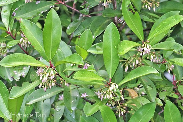 ardisia-elliptica.jpg Buy Ardisia elliptica, shoebutton ardisia, spear flower,
धनप्रिया, dhanpriya,
கோழுருச்சி, kolurucci,
கோழிக்கொடை, kozhikotai,
மணிபுஷ்பம், manipushpam,
நாரிக்கண்டம், narikandam - Live plant
online shopping for sale - Image 1