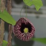 Buy Aristolochia littoralis, vaalai eshwaramooli - Live plant 
online shopping for sale