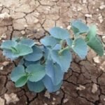 Buy Aristolochia bracteolata, Aadutheendapaalai, worm killer, visanika, aduthinnapaala, kitamar, adu muttada gida, ஆடு தீண்டாப்பாளை - Live plant online shopping for sale