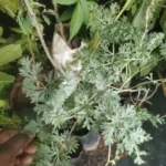 artemisia annua
