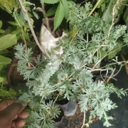 artemisia annua