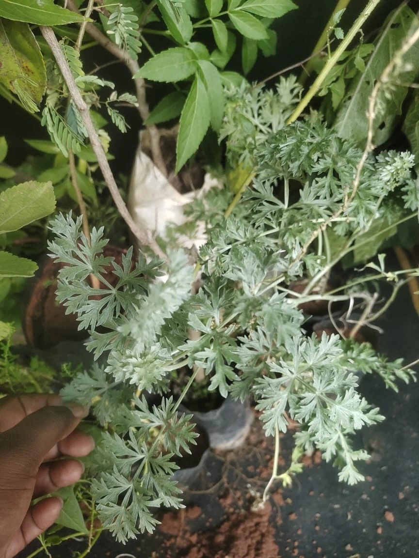 artemisa annua artemisia annua
