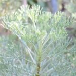 Buy Artemisia abrotanum - Live plant online shopping for sale
