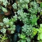 Buy artemisia distimilar, Mugwort, masipathti, manjipatre, 
makkipoo, dhavanamu, dhavana, plant - live plant online shopping 
for sale