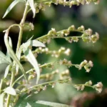 artemisia nilagirica nilagiri tulsi