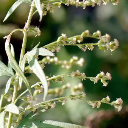 artemisia nilagirica nilagiri tulsi