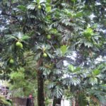 Buy Artocarpus altilis - Live Plant Online Shopping for Sale