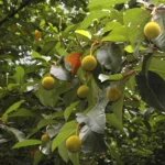 artocarpus hirsutus