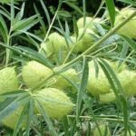 Buy Asclepias physocarpa, swan plant, Gomphocarpus physocarpus, 
Balloon cottonbush, Balloon Plant - Live plant online shopping 
for sale