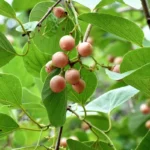 cordia myxa assyrian plum
