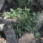 Buy Asystasia dalzelliana, नीलकंठ, Neelkanth, Violet 
Asystasia - Live plant online shopping for sale