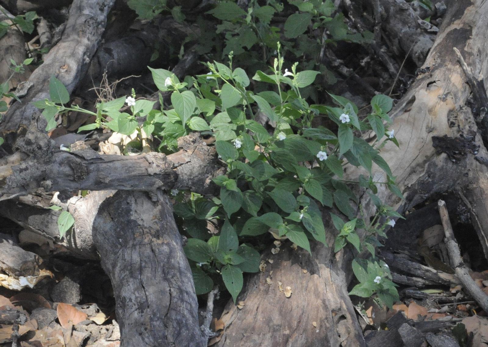 asystasia-dalzelliana.jpg Buy Asystasia dalzelliana, नीलकंठ, Neelkanth, Violet
Asystasia - Live plant online shopping for sale - Image 1