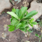 Buy indian blackberry, south indian plum, Malai naval - Live Plant Online Shopping for Sale