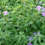 Buy Barleria cristata, Philippine Violet, झिण्टी, 
jhinti, नील झिण्टी, nil jhinti, 
तदरेलु, tadrelu, டிசம்பர் பூ, 
December poo - Live plant online shopping for sale