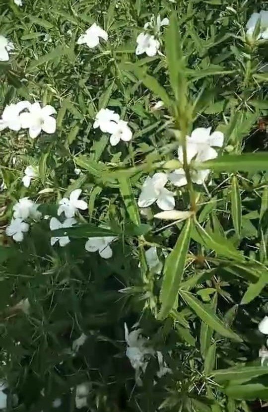barleria-lupulina-white-1.jpeg Buy Barleria sp - Live Plant Online Shopping for Sale - Image 1