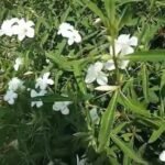 Buy Snake Bush - white, vellai mullanangai, barleria lupulina - 
white flower - Herbal Live plant online shopping for sale