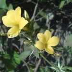 Buy Barleria prionitis, Porcupine Flower, semmulli, 
झिण्टी, jhinti, परुष, parush, पीला 
पियाबांसा, pila piyabansa, पीली 
कटसरैया, pili katsaraiya, वज्रदंती, 
vajradanti - Live plant online shopping for sale